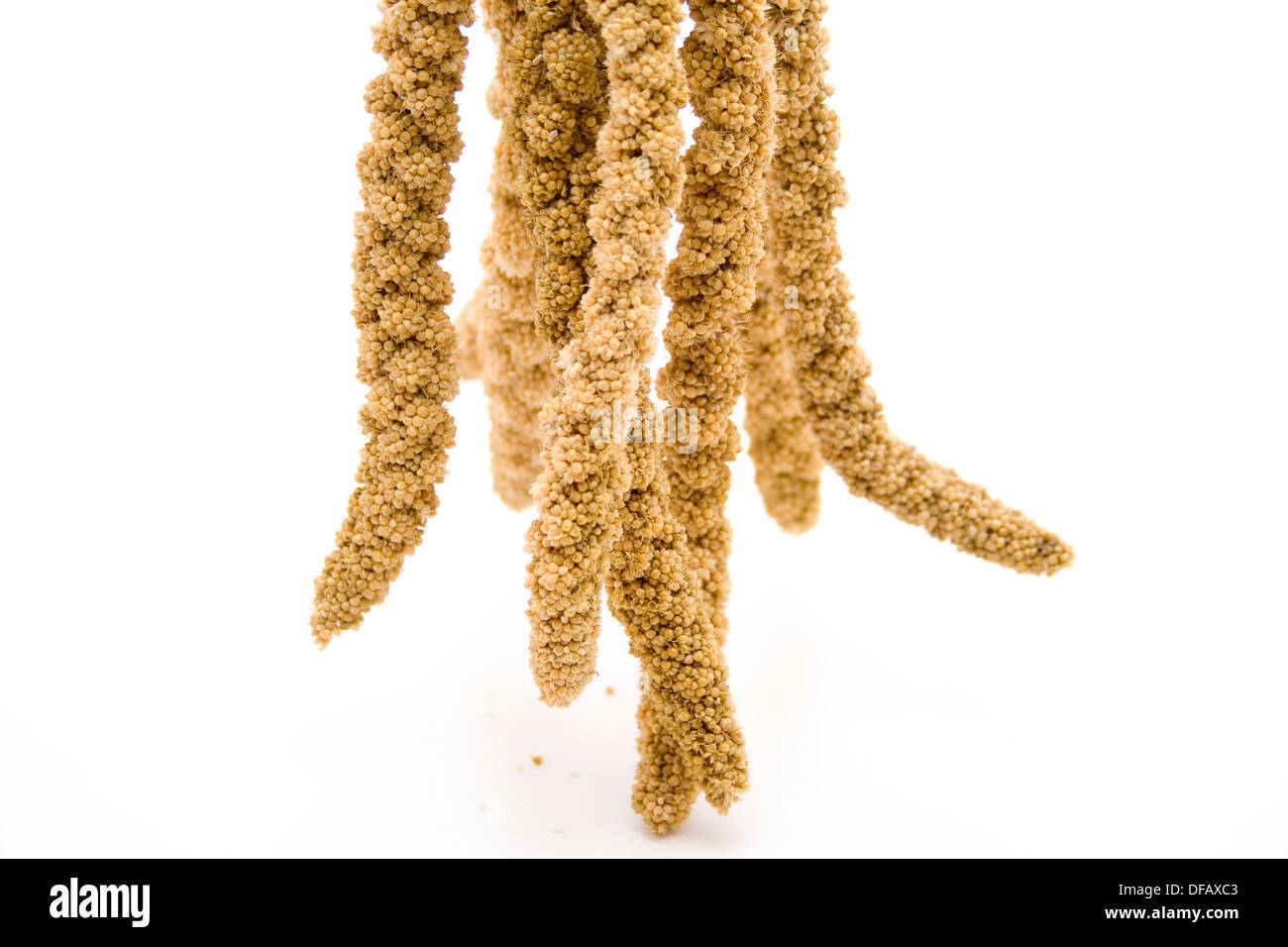 Millet for birds Stock Photo Alamy