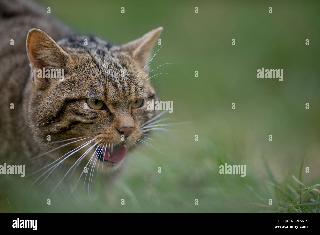 Scottish wildcat with tongue out, ready to growl Stock Photo