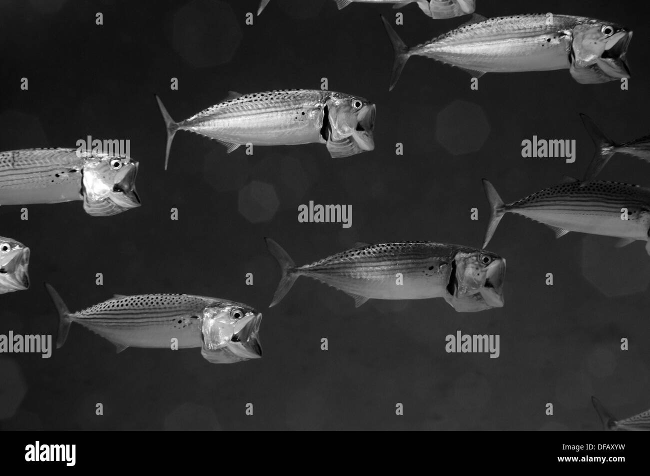 Feeding mackerel shoaling, underwater Stock Photo Alamy