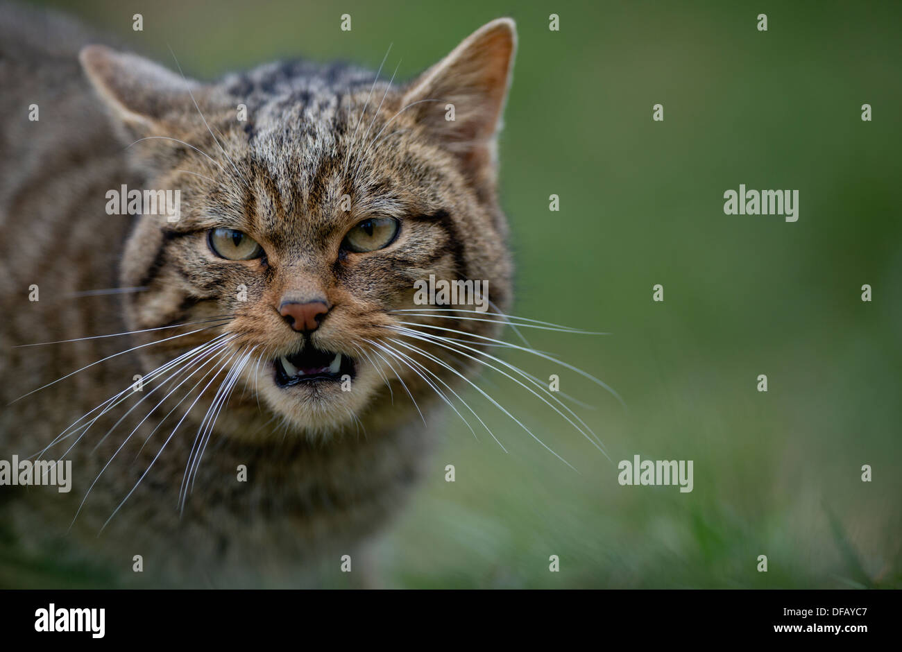 Scottish wildcat growling from the grass Stock Photo