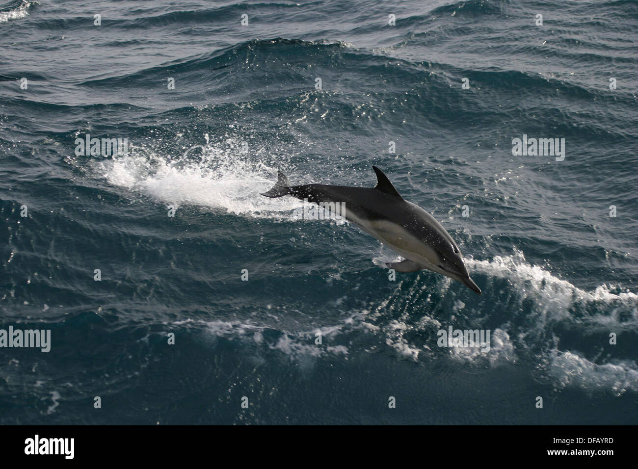 Common dolphin seen from Greenpeace ship MV 'Esperanza' in Salcombe Bay, Devon, UK. Stock Photo
