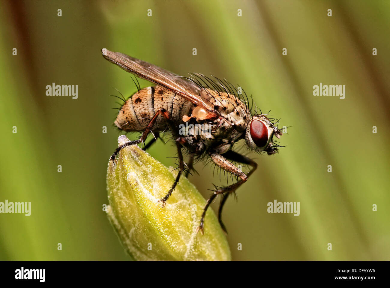 Fly Buds Insect small fly on a bud Stock Photo - Alamy
