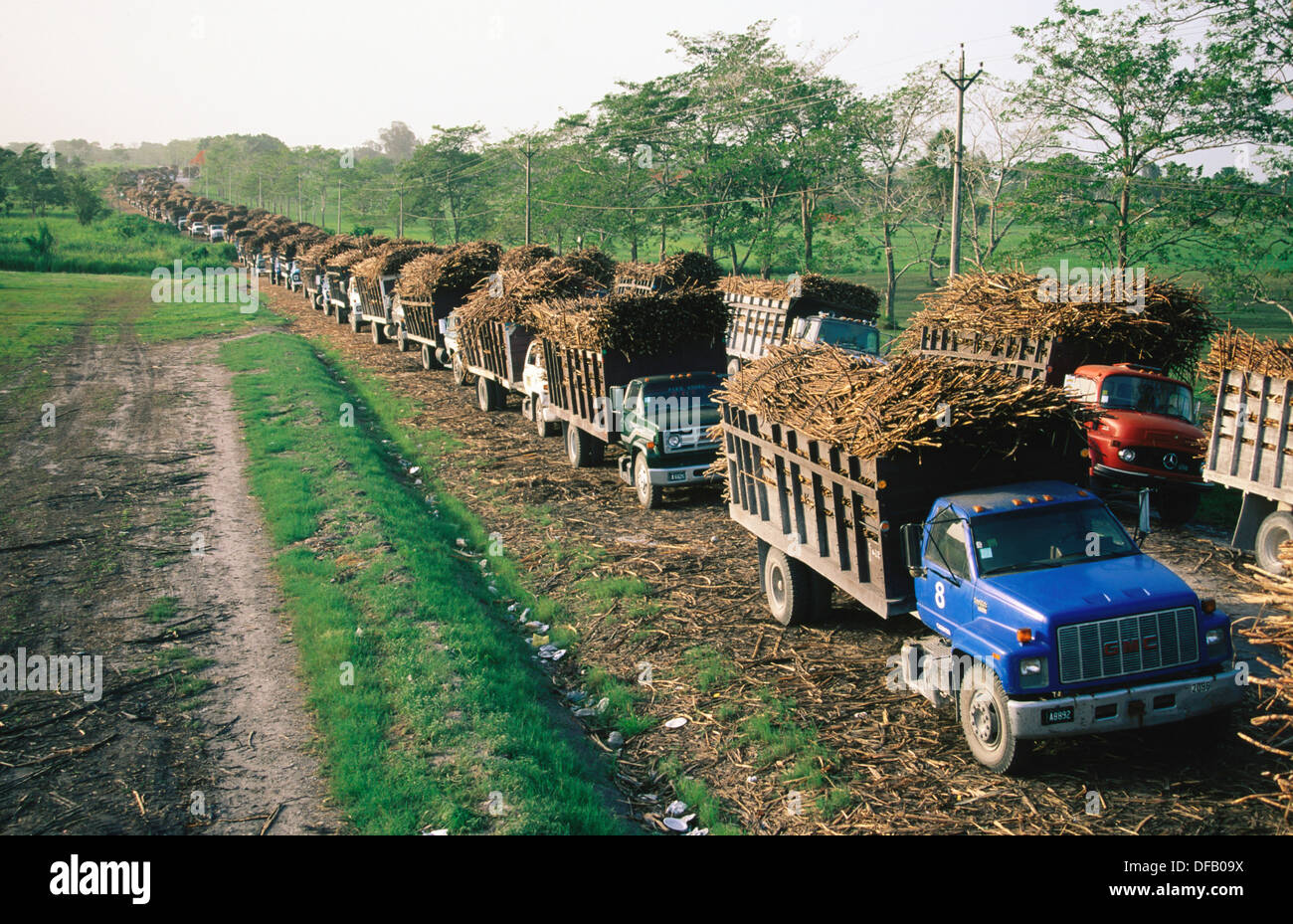 Sugar cane trucks head for sugar factory. Belize Stock Photo 61092694