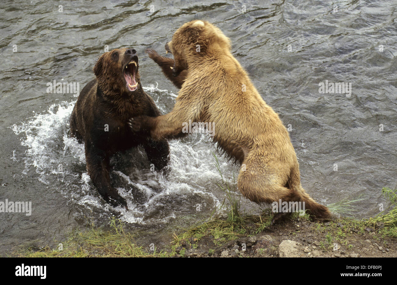 Female Grizzly bear fights male to protect her cubs (Ursus arctos