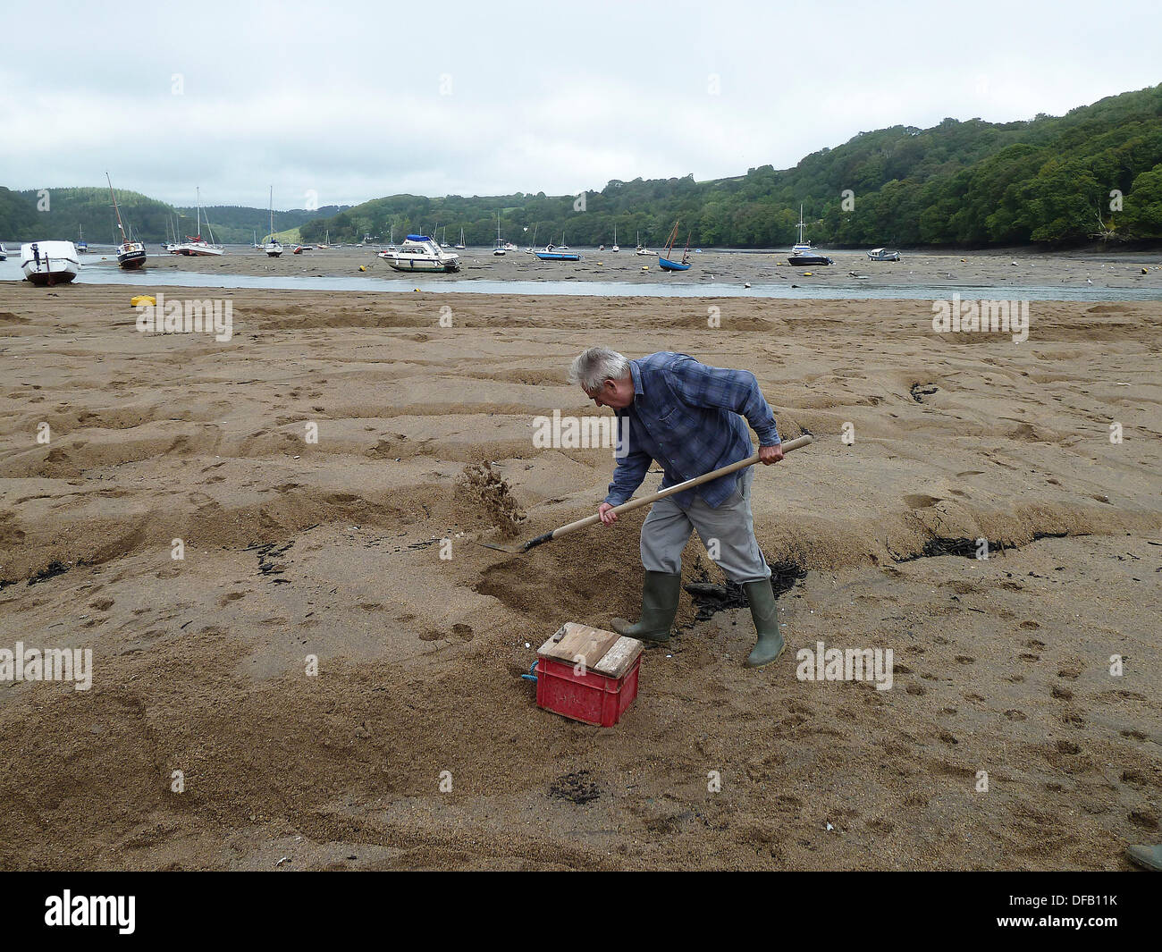 Golant, Cornwall, UK. 1st October 2013. Autumn sea harvest..... A man digs for sand eels at low tide on the River Fowey in Golant, Cornwall. From August to the end of October conditions are right to harvest the fish which are an eel-like species which often catch more fish than any other bait, especially sea bass. 1st October, 2013.  Credit:  John Robertson/Alamy Live News Stock Photo