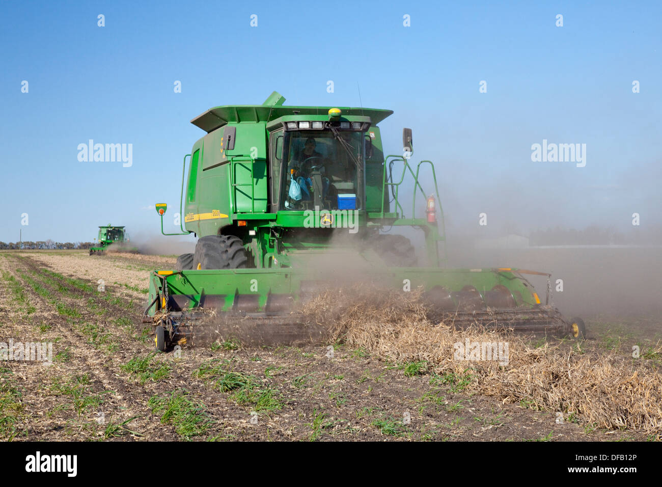 Harvesting beans at the Froese farm near Winkler Manitoba, Canada Stock Photo