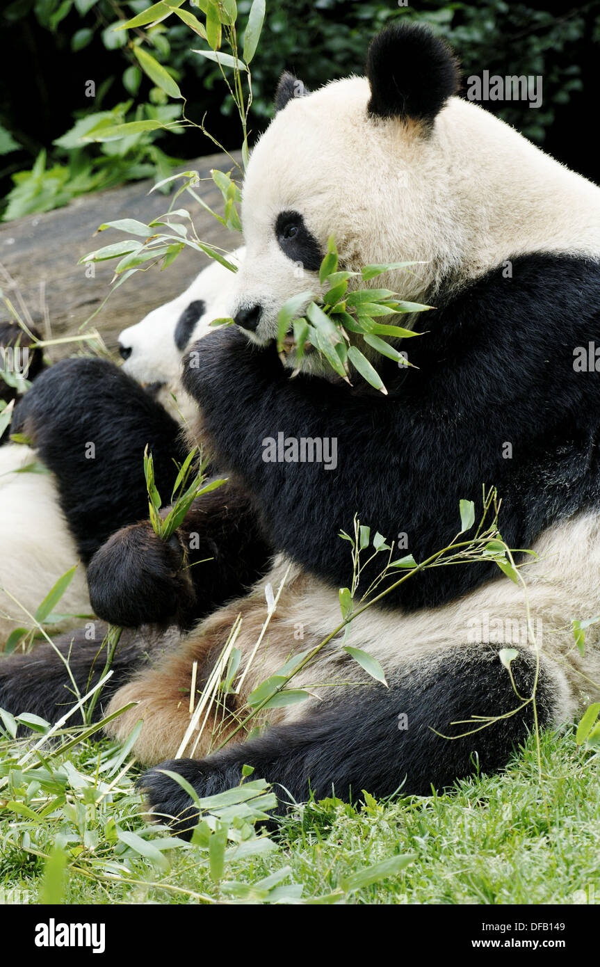 Giant panda pair eating bambo (Ailuropoda melanoleuca) captive Stock
