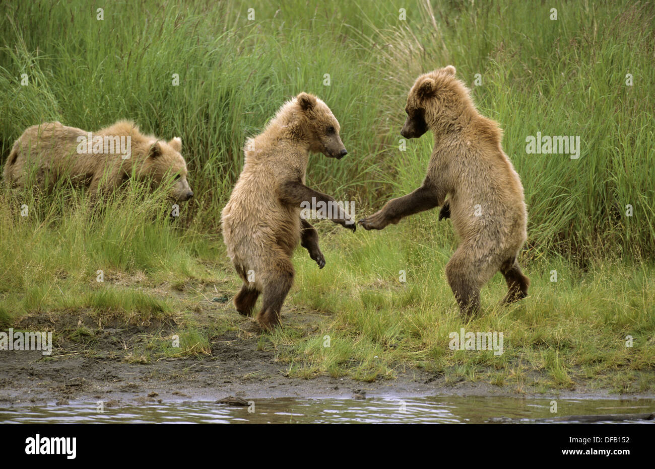 Песня танцующие медведи. Медведь танцует. Бурый медведь танцует. Танцующий мишка. Парк танцующих медведей.