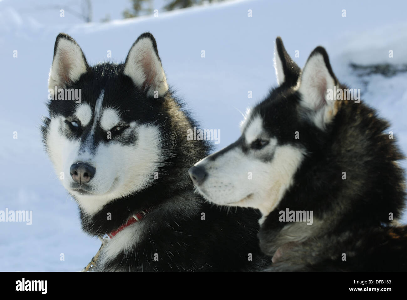 Are Siberian Huskies Territorial