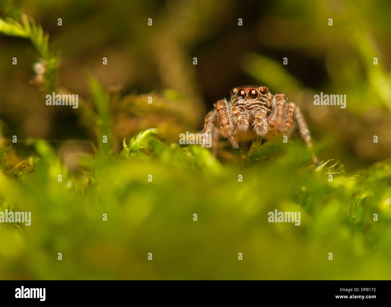 Evarcha - Jumping spider Stock Photo