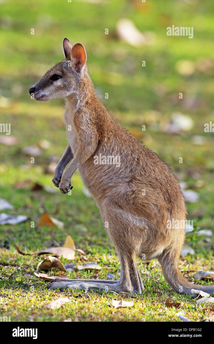 Agile Wallaby (Macropus agilis), Nitmiluk National Park, Northern Territory, Australia Stock Photo