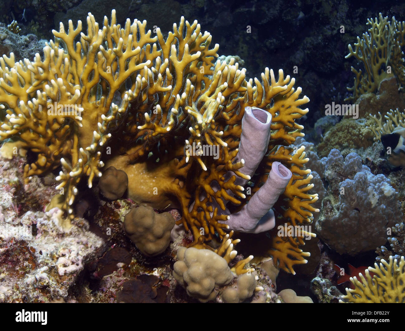 Coral reef with sponges Stock Photo Alamy