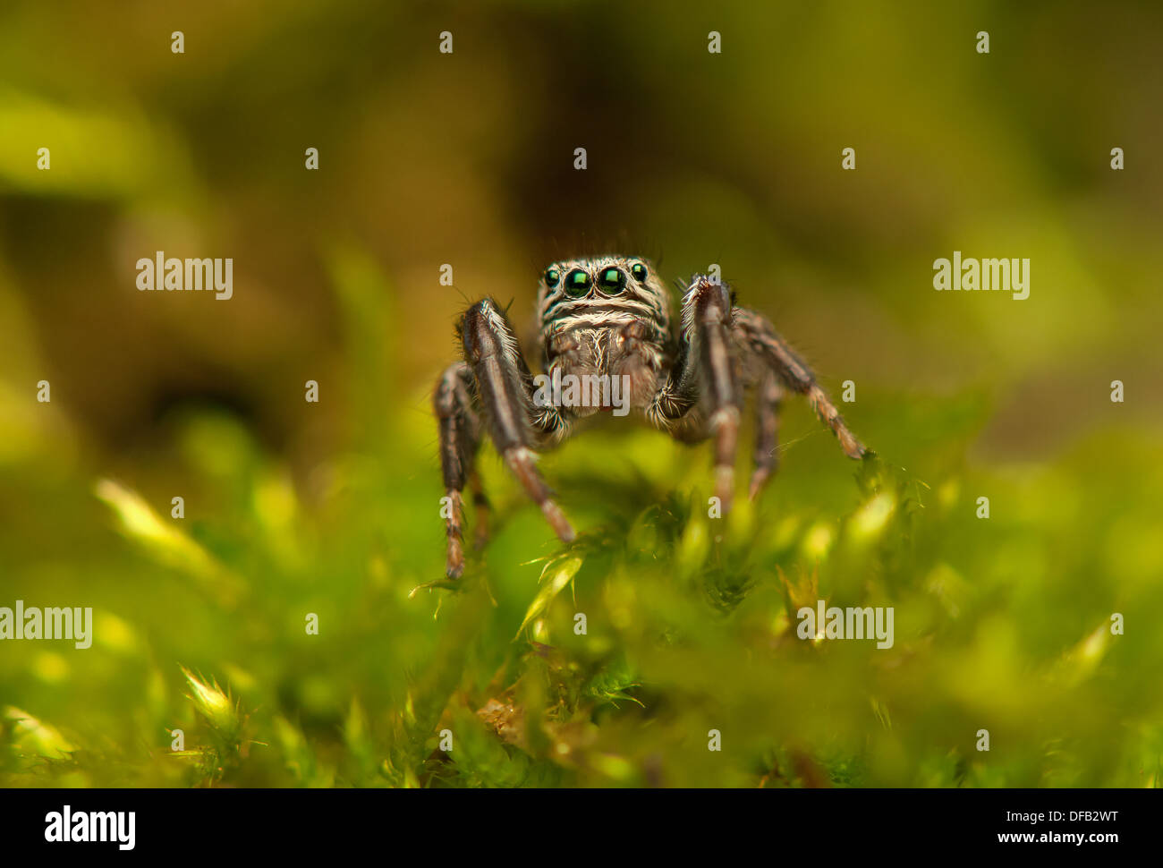 Evarcha - Jumping spider Stock Photo