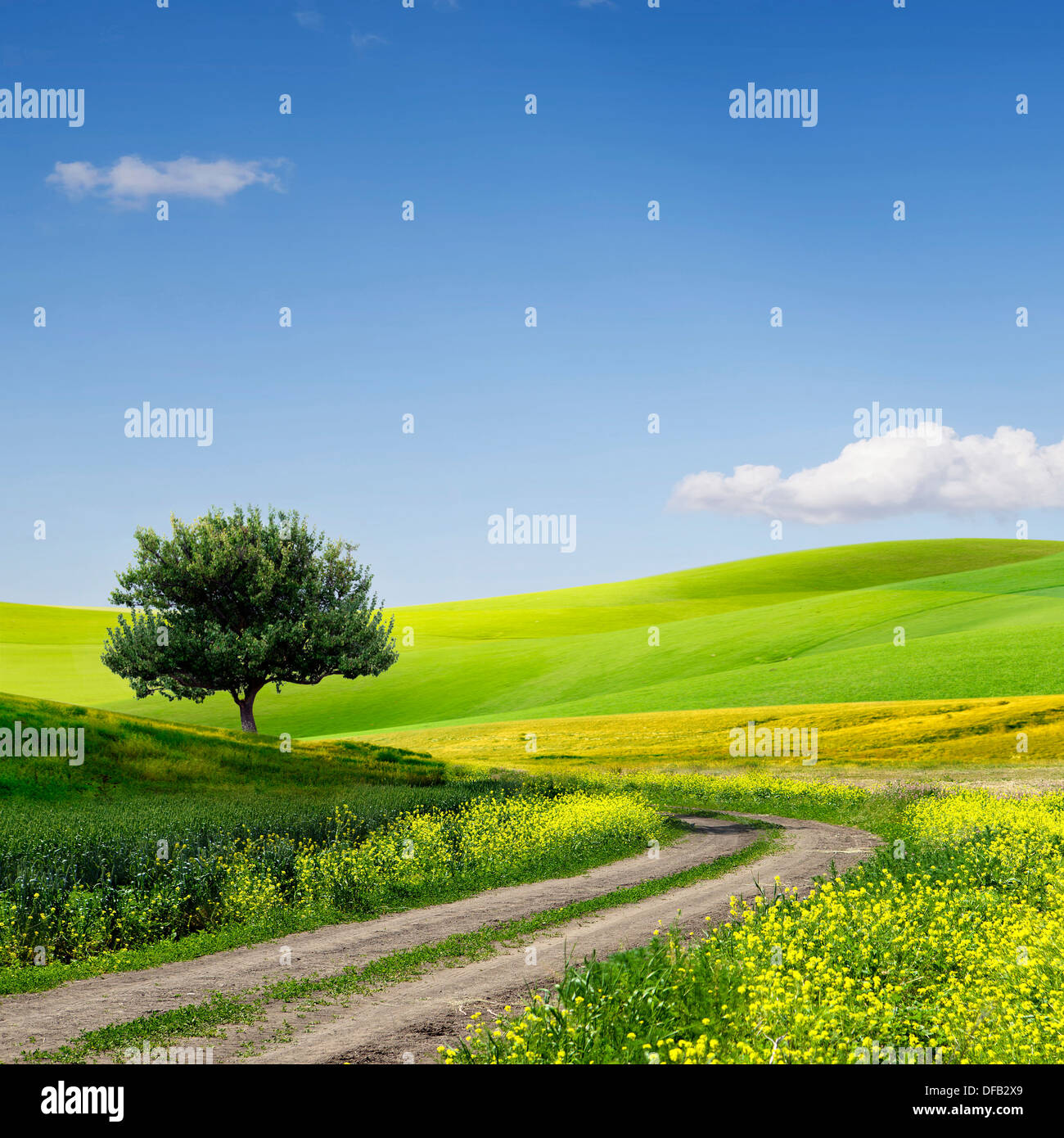 Green Grass Field Landscape with fantastic clouds in the background Stock Photo