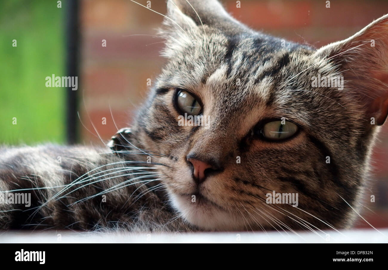 Tabby Cat looking into camera Stock Photo - Alamy