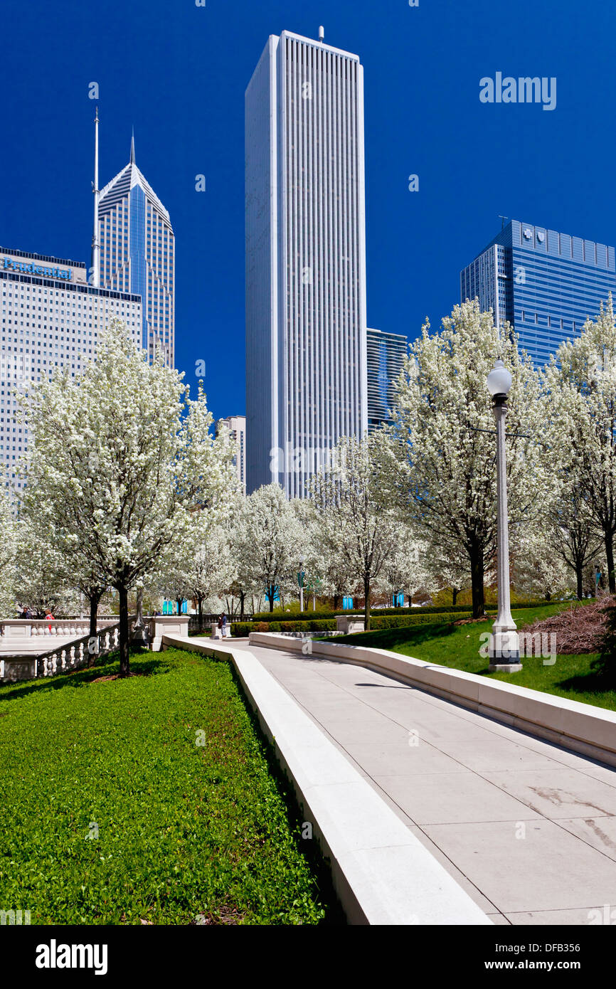 Blossoming cherry trees in Millenium Park with city skyline in downtown