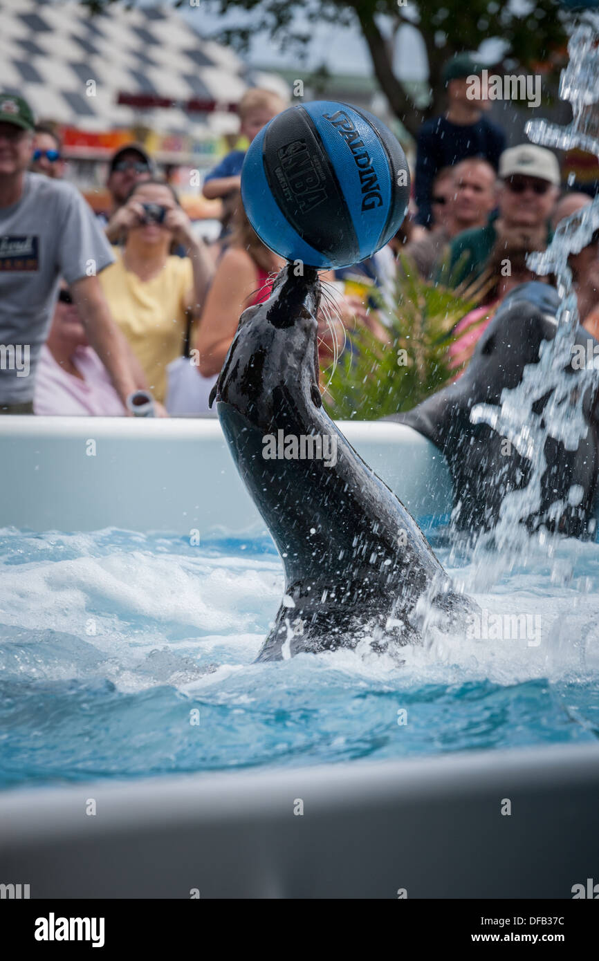 Trained seal stunts, Great New York State Fair Stock Photo