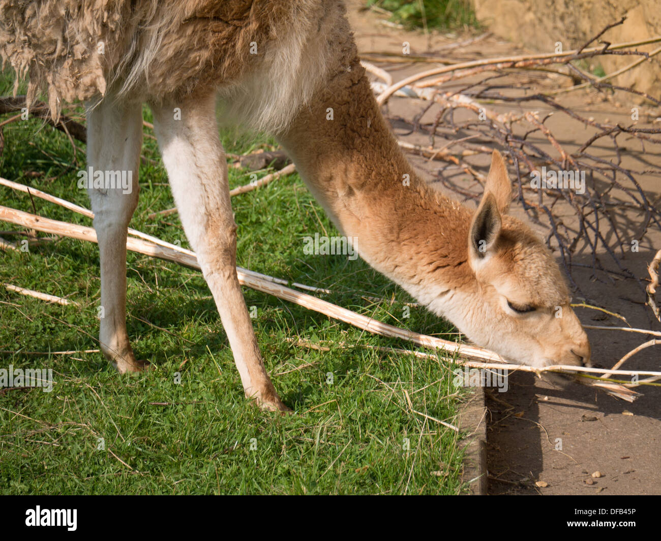Lama at Twycross Zoo, Tamworth, United Kingdom. Stock Photo