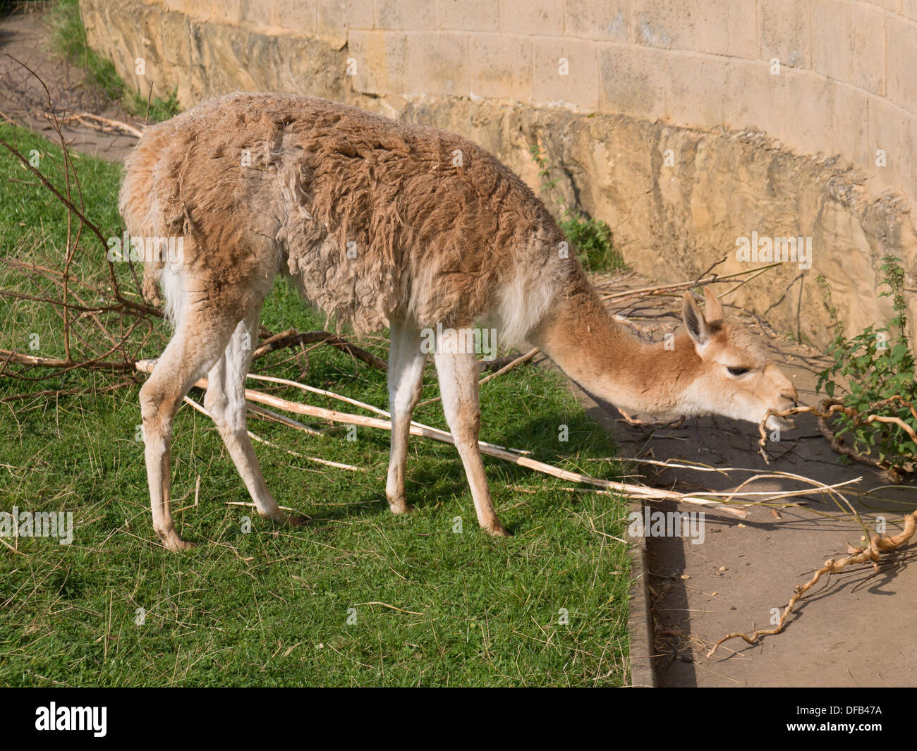 Brown llama hi-res stock photography and images - Alamy Brown llama hi-res stock photography and images - Alamy