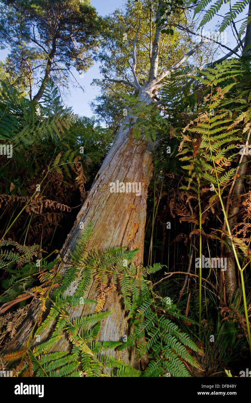 Dead and rotting tree, fallen in a forest with tall ferns Stock Photo