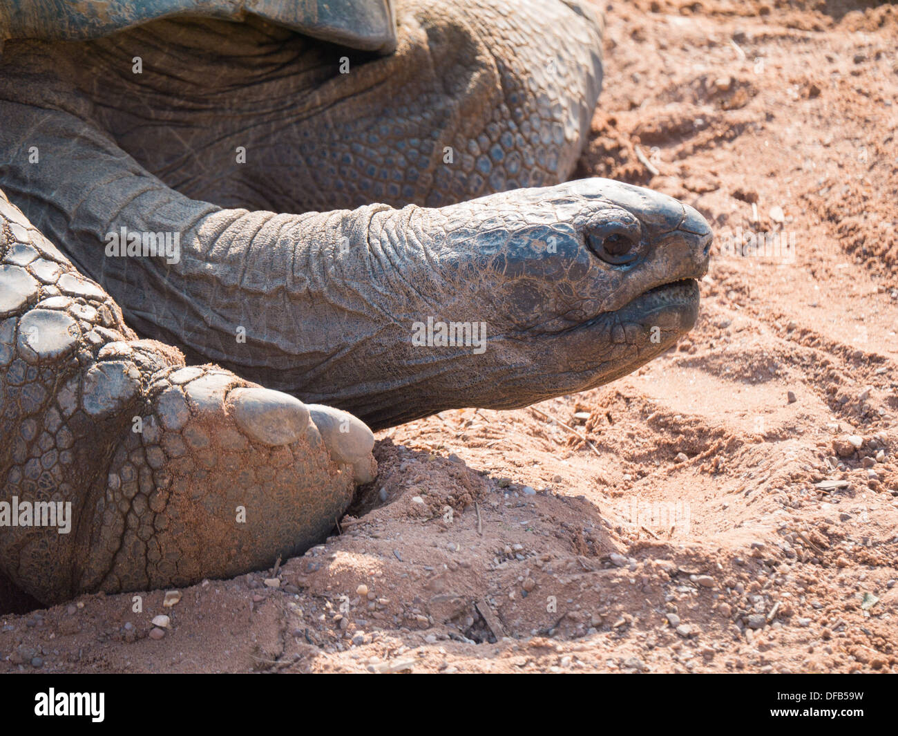 The Aldabra Giant Tortoise (Aldabrachelys Gigantea) at Twycross Zoo, Tamworth, United Kingdom. Stock Photo