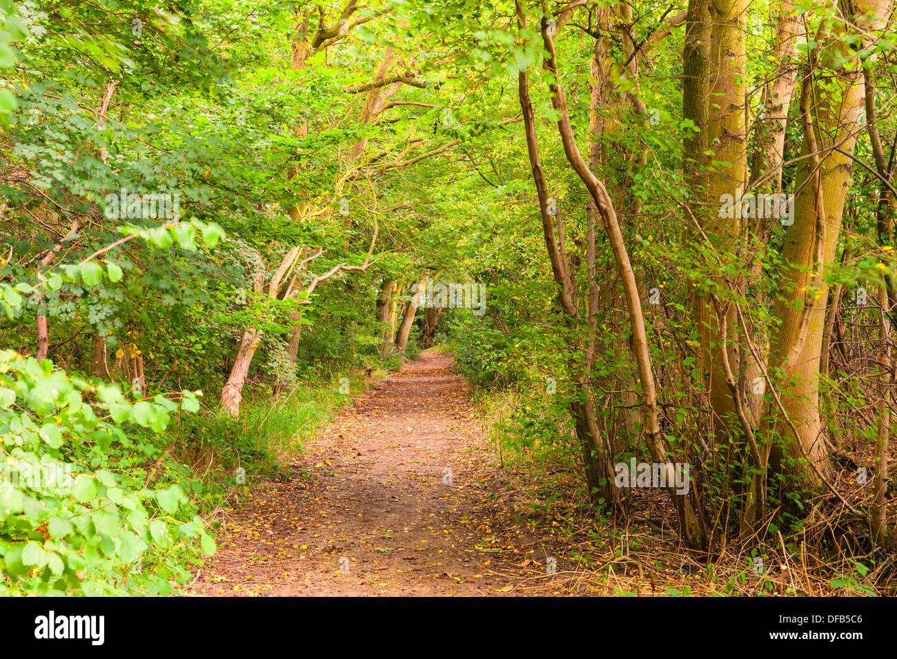 Reydon Woods at the beginning of Autumn in Reydon , Suffolk , England , Britain , Uk Stock Photo