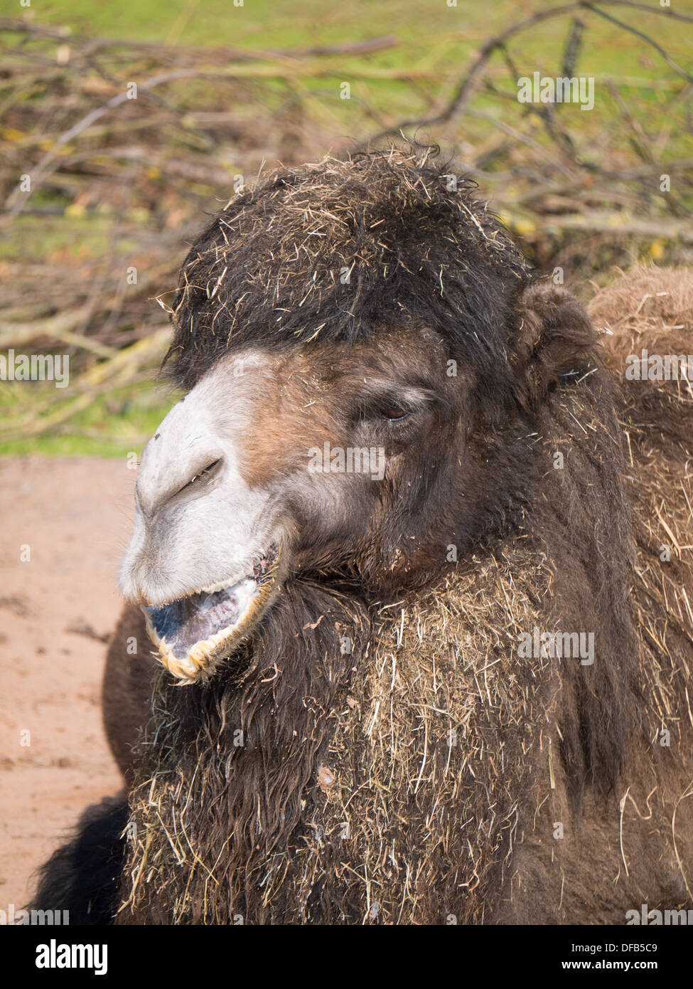 A Camel (Bactrian Camel) at Twycross Zoo, Tamworth, United Kingdom. Stock Photo