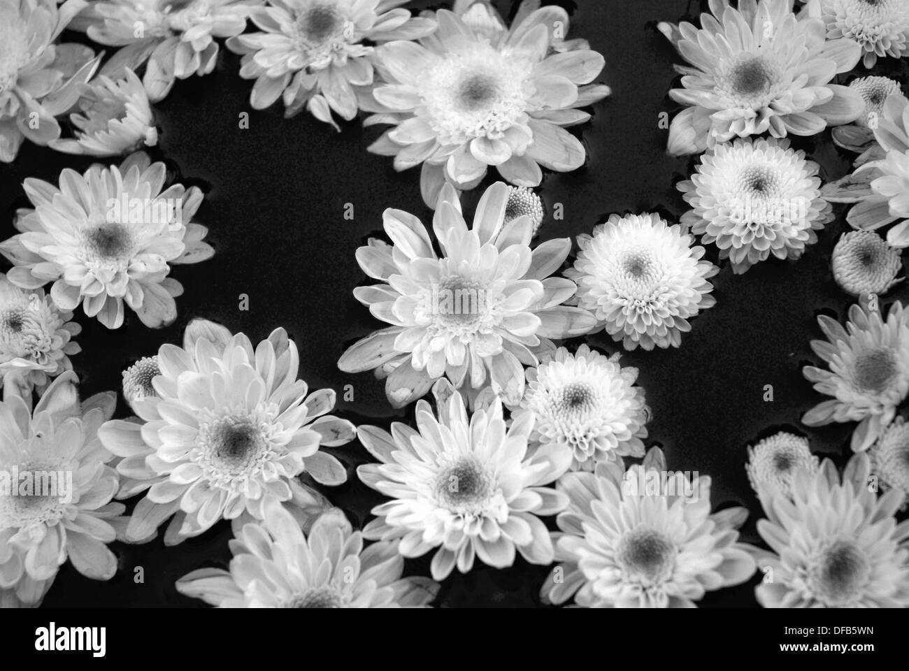 As flowers float in the water at the Royal Flora in Ratchuprak Stock