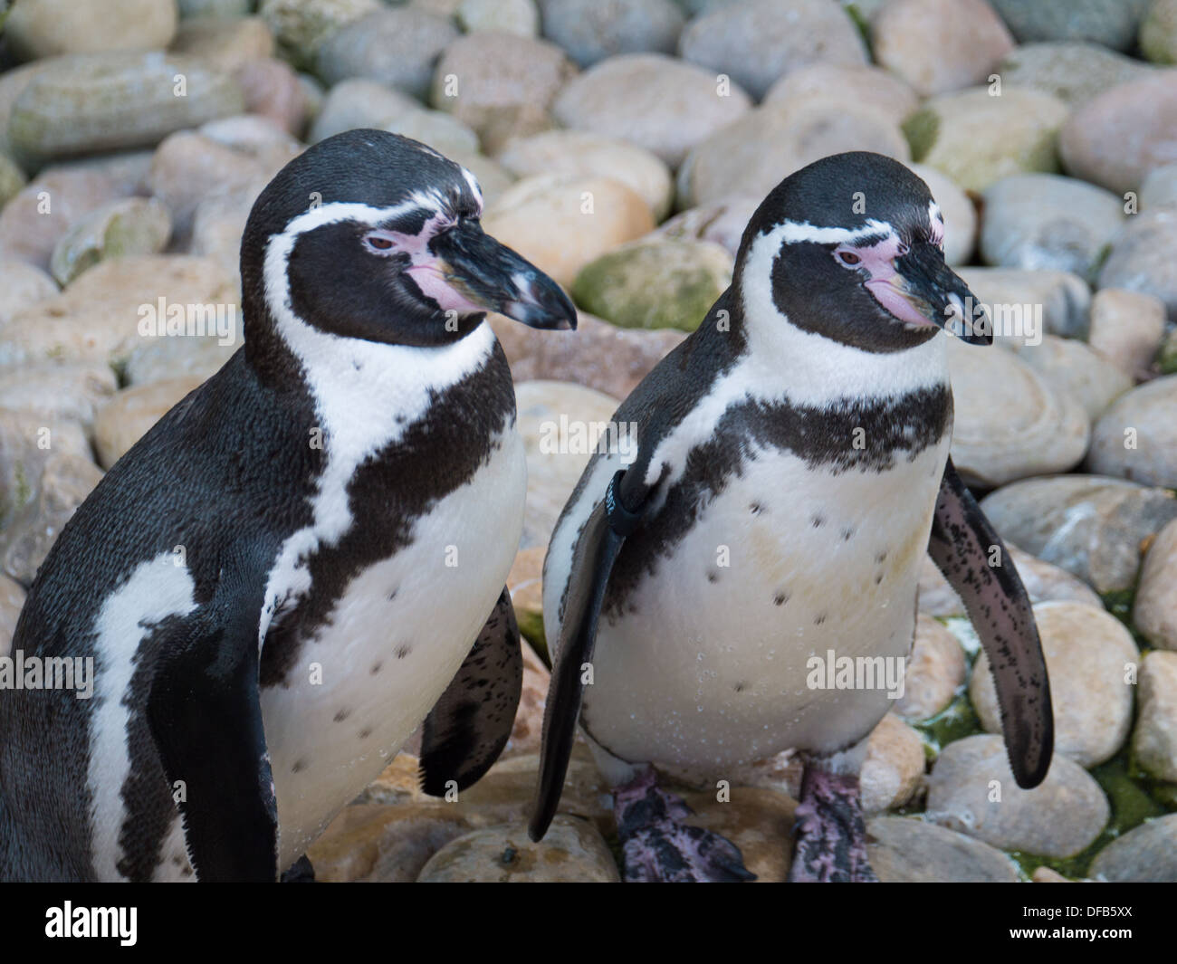 The Humboldt Penguin (Sphenicus Humboldti) at Twycross Zoo, Tamworth, United Kingdom. Stock Photo
