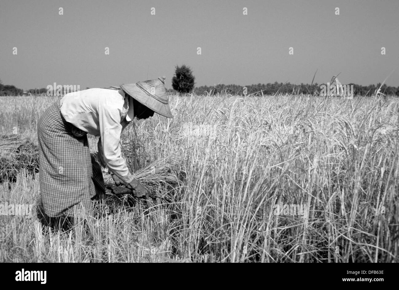 Burma man harvesting rice by hand Stock Photo Alamy
