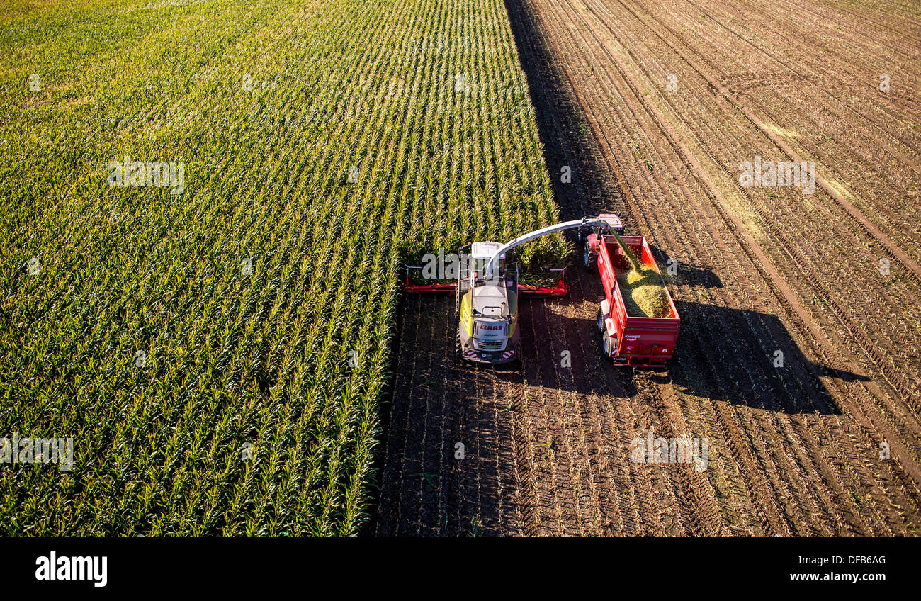 Agriculture, corn harvest. Combine, harvester works through a corn field. The silage is pumped directly into a trailer. Stock Photo