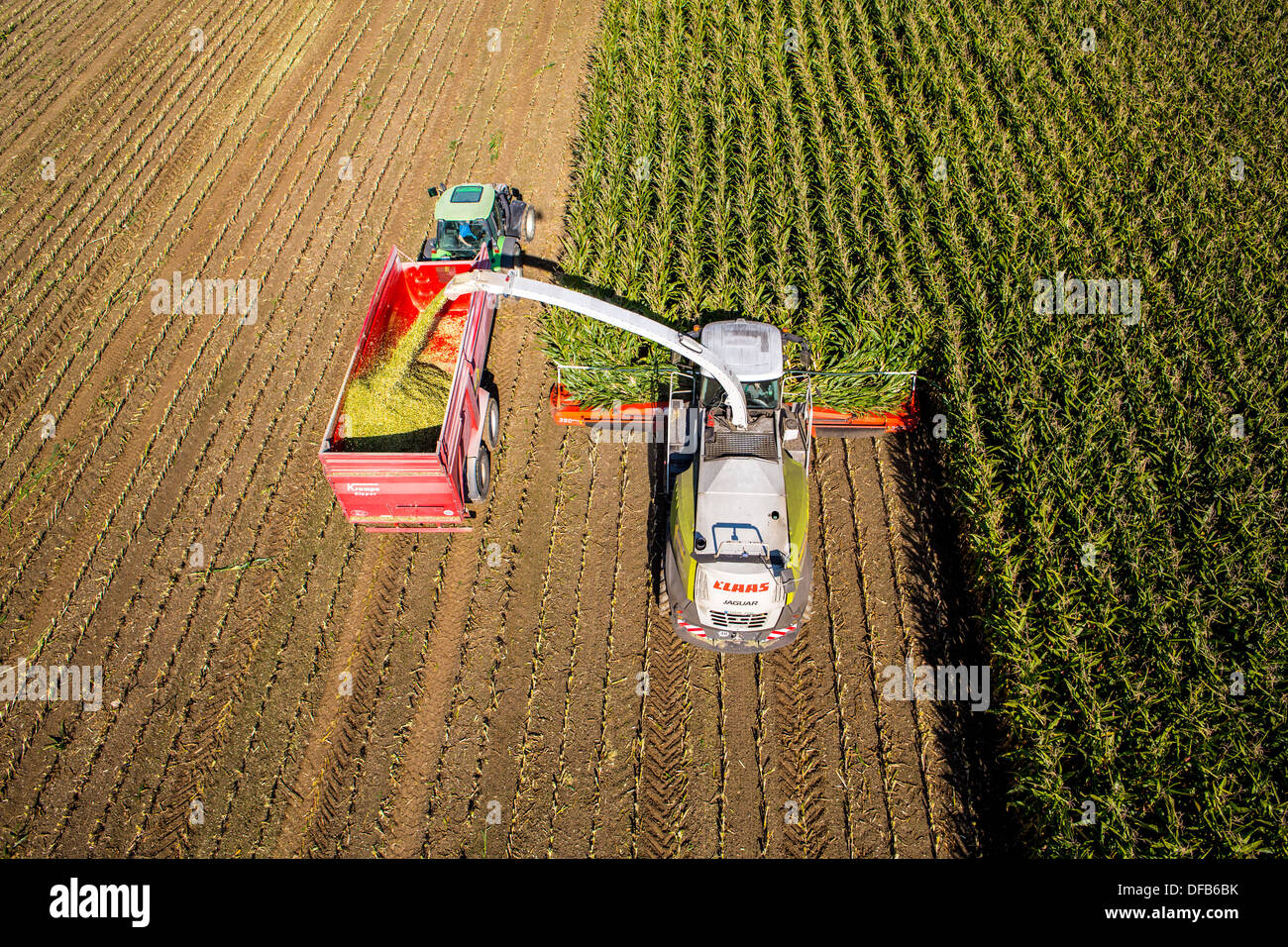 Agriculture, corn harvest. Combine, harvester works through a corn