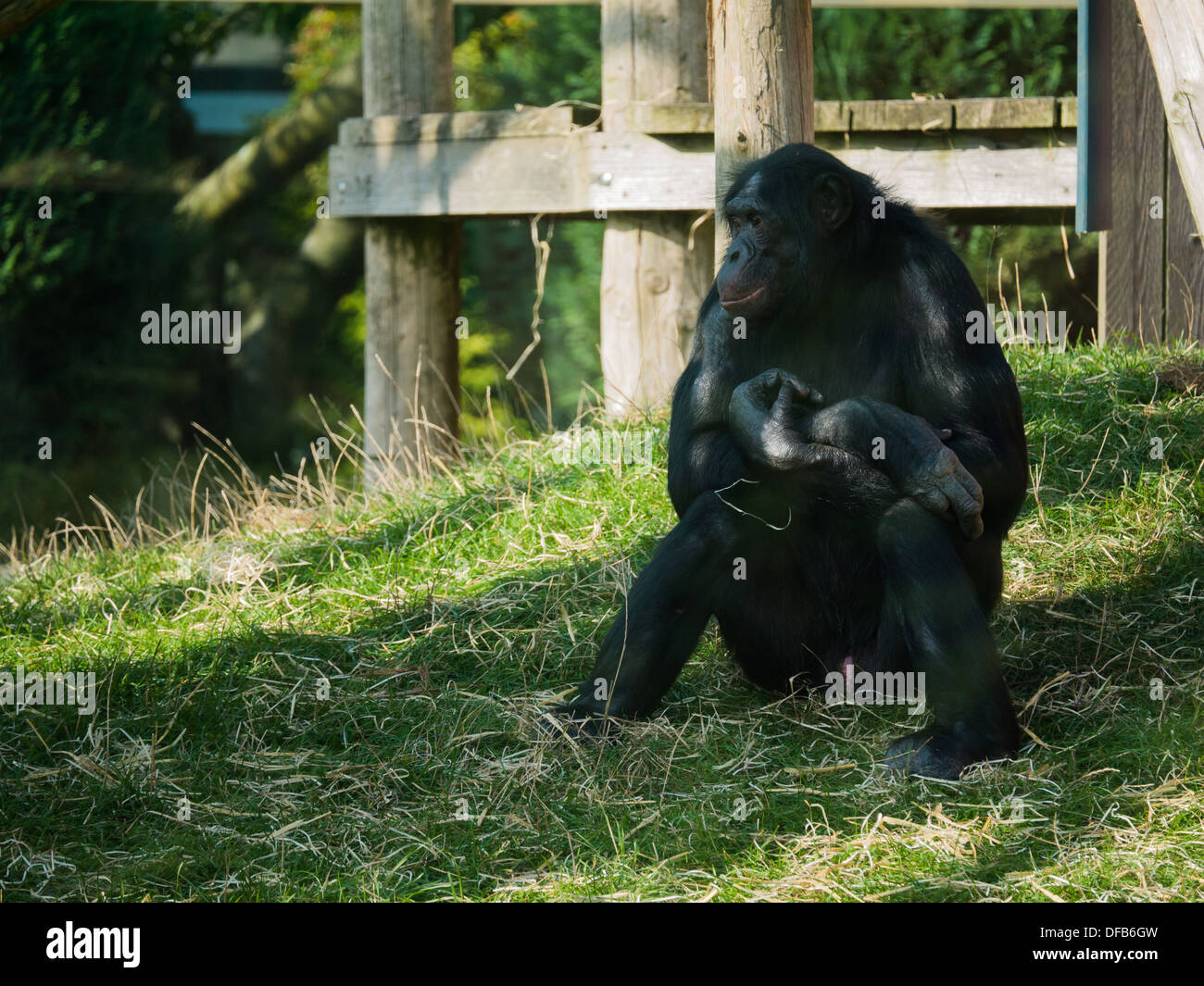 A Chimpanzee (Pan Troglodytes) at Twycross Zoo, Tamworth, United Kingdom. Stock Photo