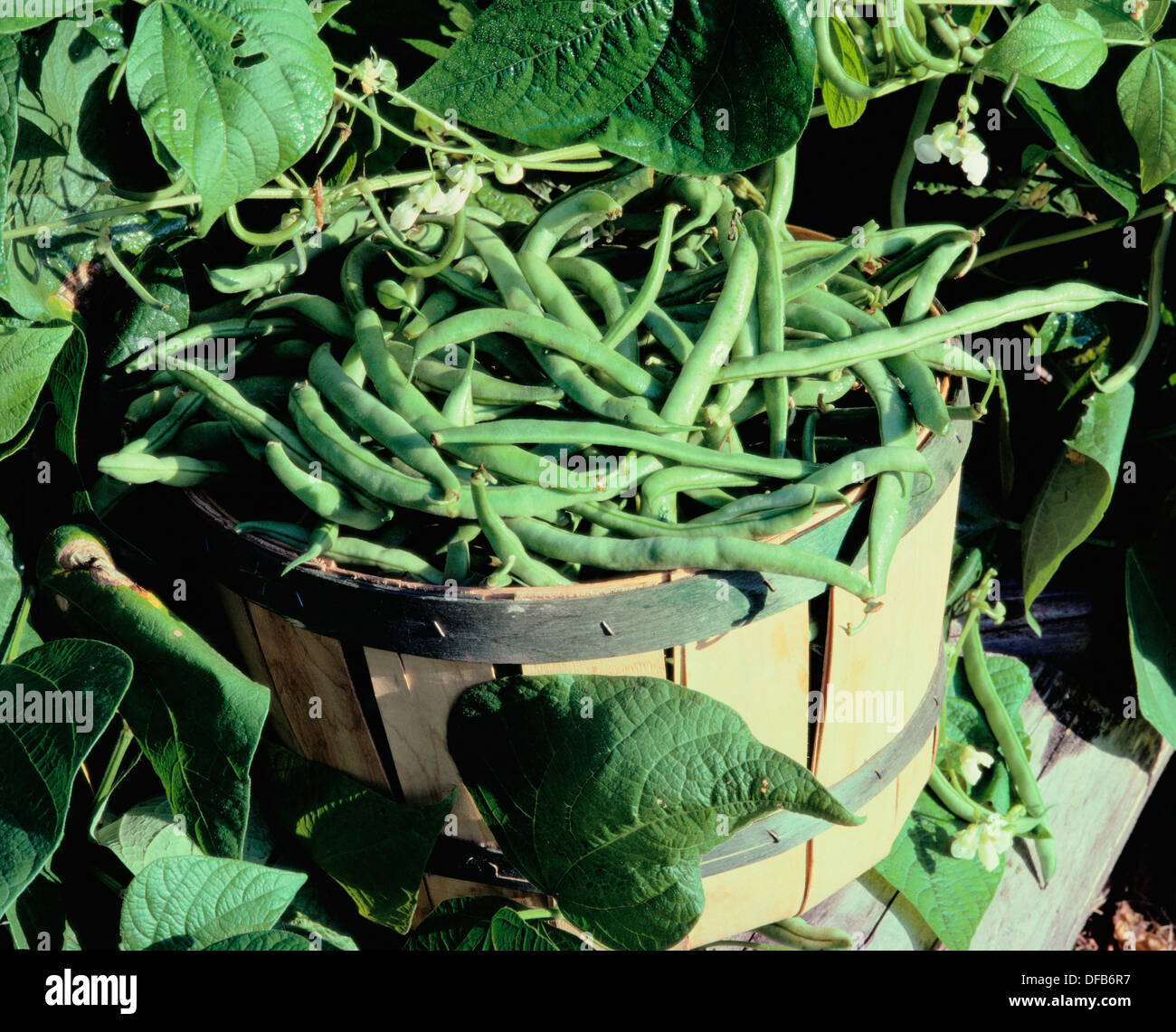 Green bean. Plant and flower Stock Photo Alamy