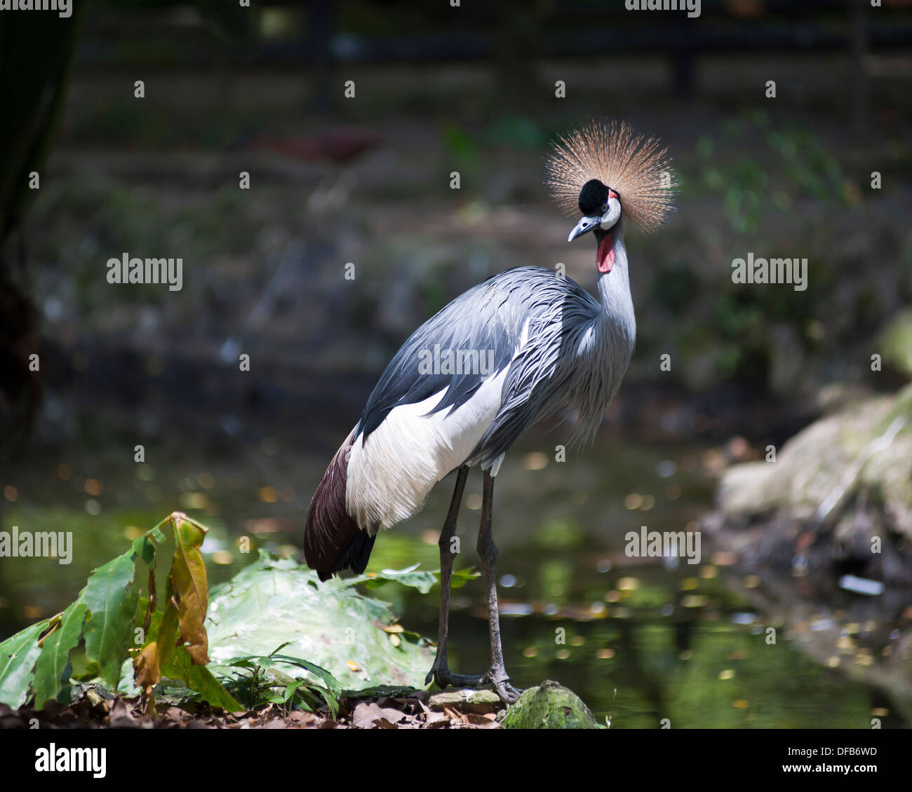 Crowned crane, Labuan bird park Stock Photo