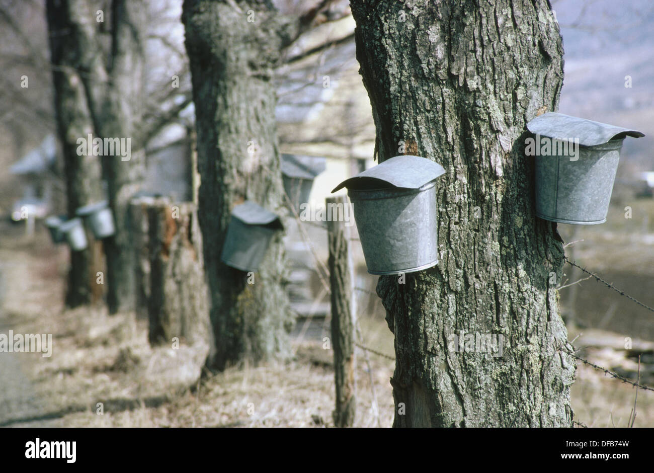 Maple sap collection for maple syrup products in traditional buckets