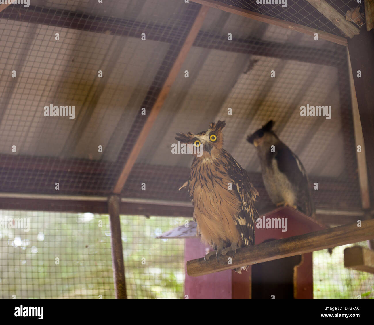 Owl, Labuan Bird Park Stock Photo