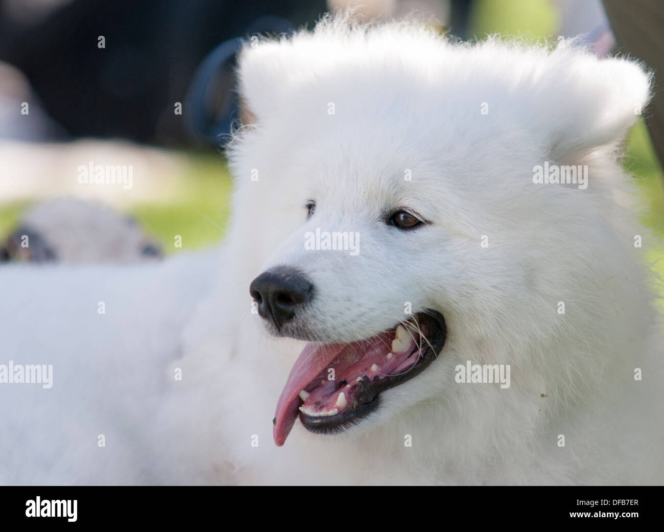 Adorable samoyed puppy Stock Photo Alamy