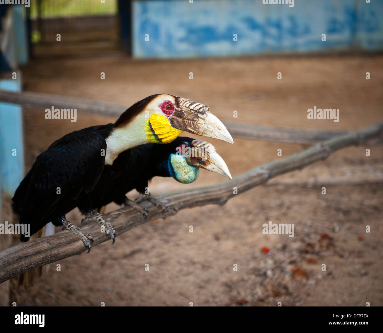 Pair of hornbills, Labuan Bird Park Stock Photo
