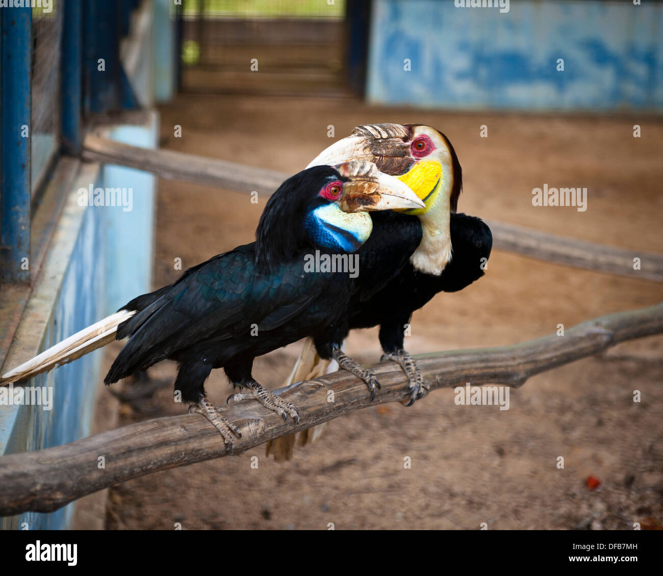 Pair of hornbills, Labuan Bird Park Stock Photo