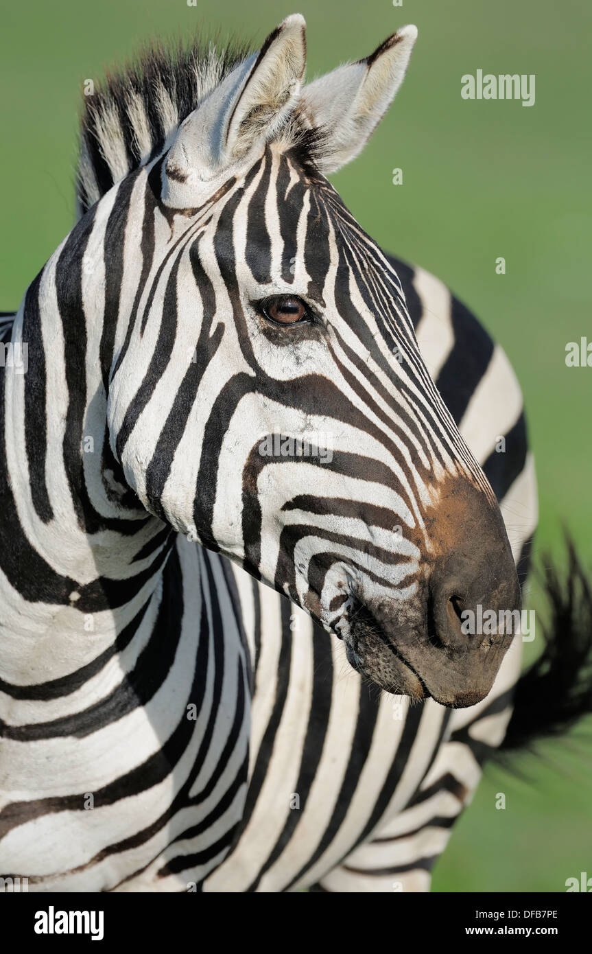 Grant s zebra hi-res stock photography and images - Alamy