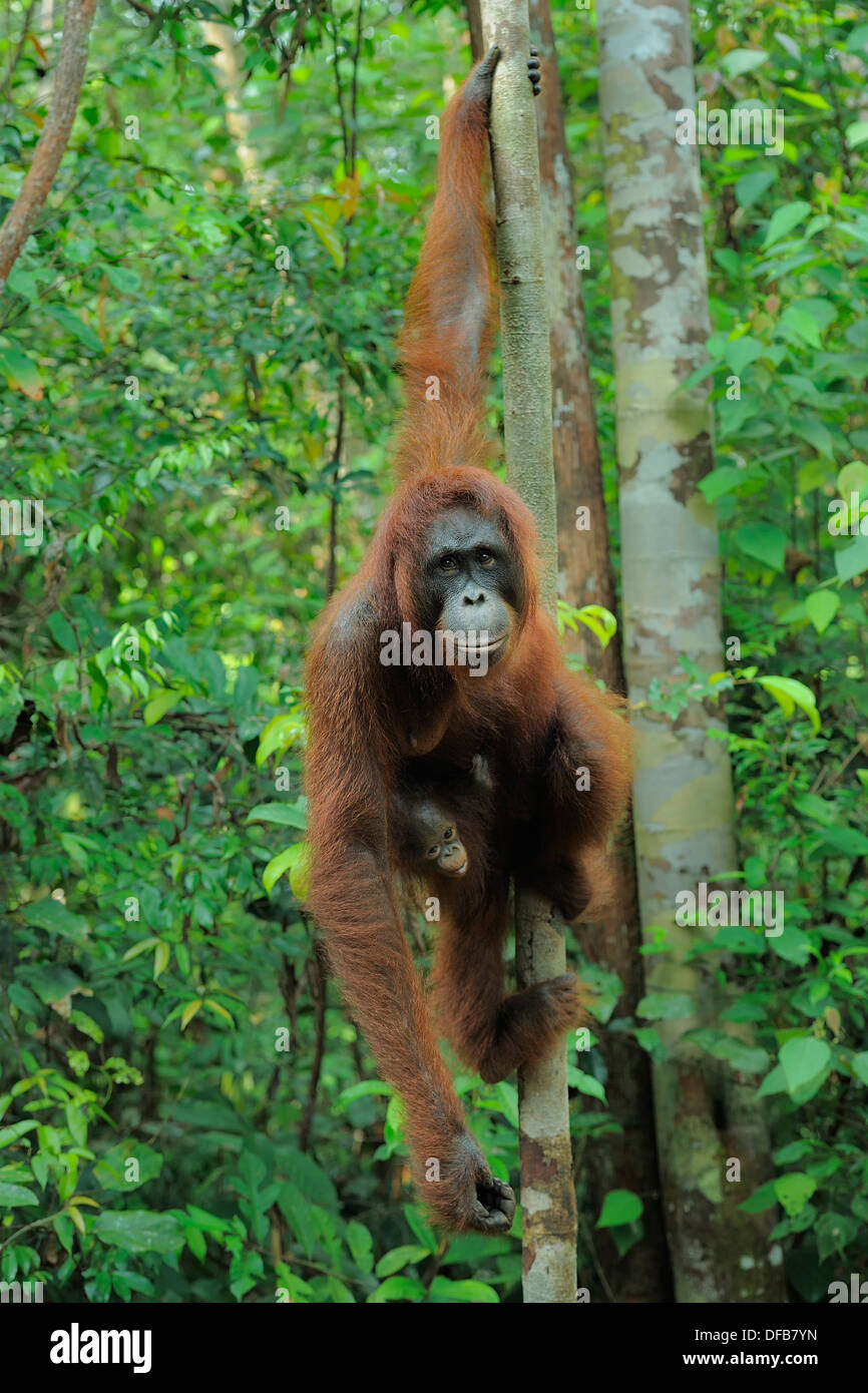 pongo pygmaeus 山 _ pongo pygmaeus – HBXWVF