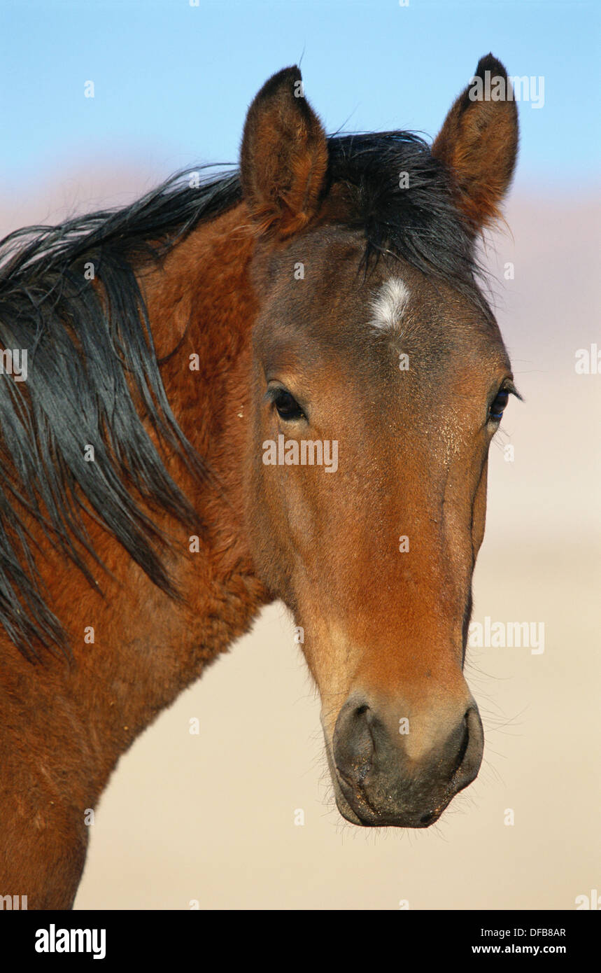 Namib wild horse (Equus caballus). Klein Aus. Namibia Stock Photo Alamy