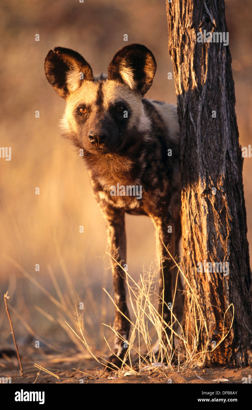 African wild dog (Lycaon pictus) in captivity. Game farm. Namibia Stock