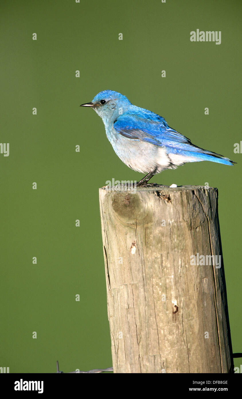 Mountain Bluebird (Sialia currucoides), male, on post. Custer S.P