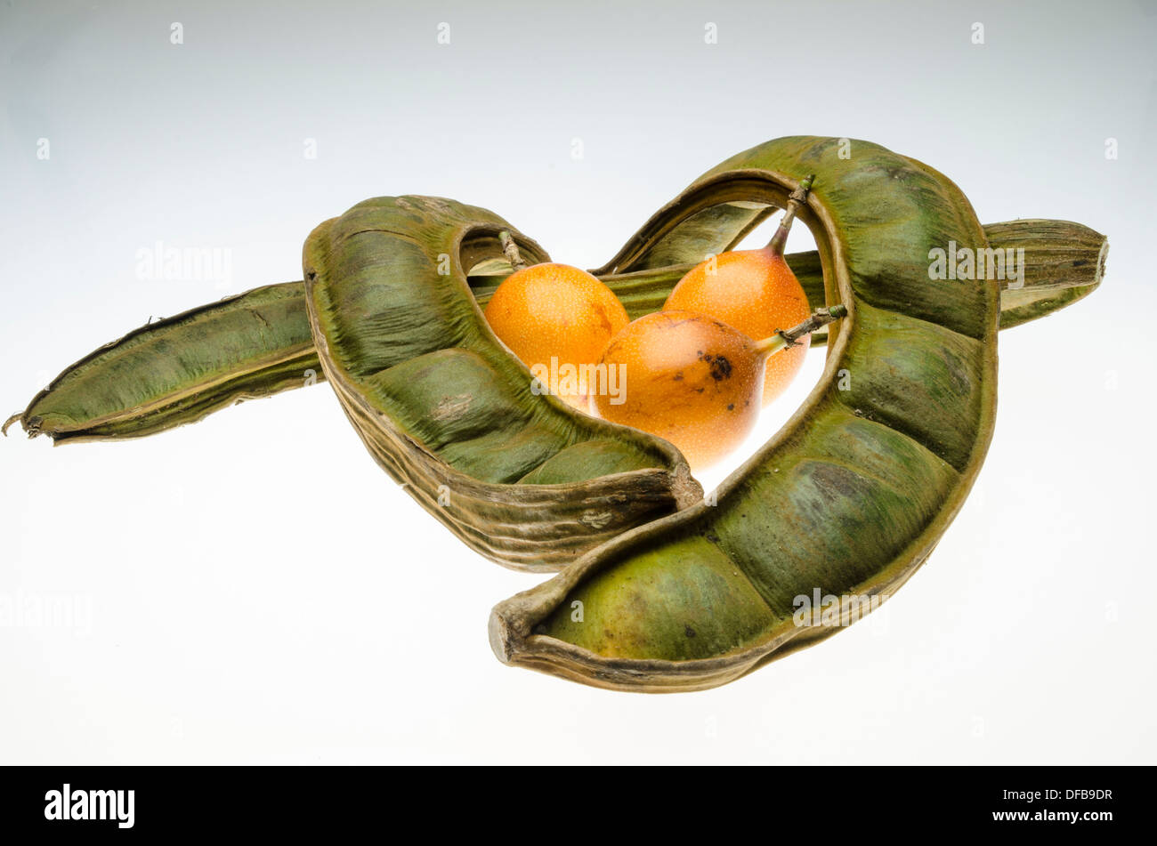 Pacae fruit (Inga brachyptera fruit) and the Sweet granadilla fruit ...
