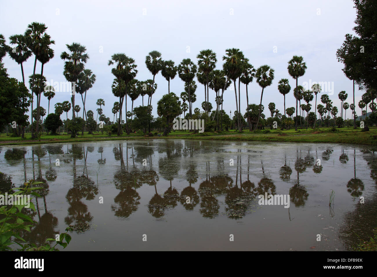 Wetlands in Cambodia Stock Photo