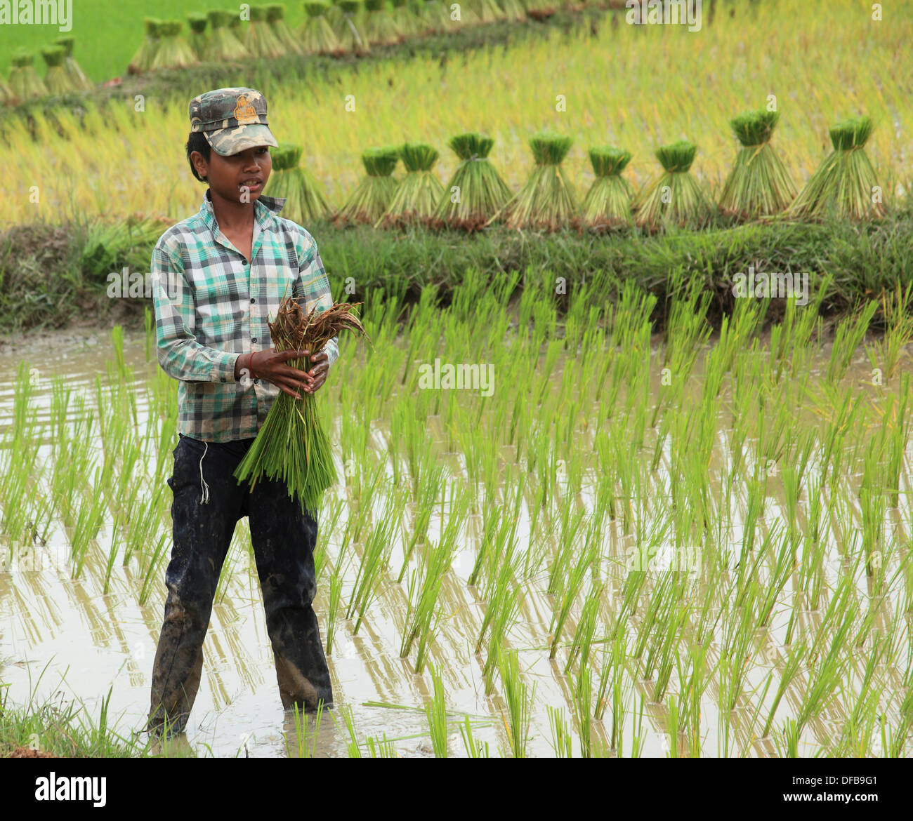 Laotian rice paddies hi-res stock photography and images - Alamy