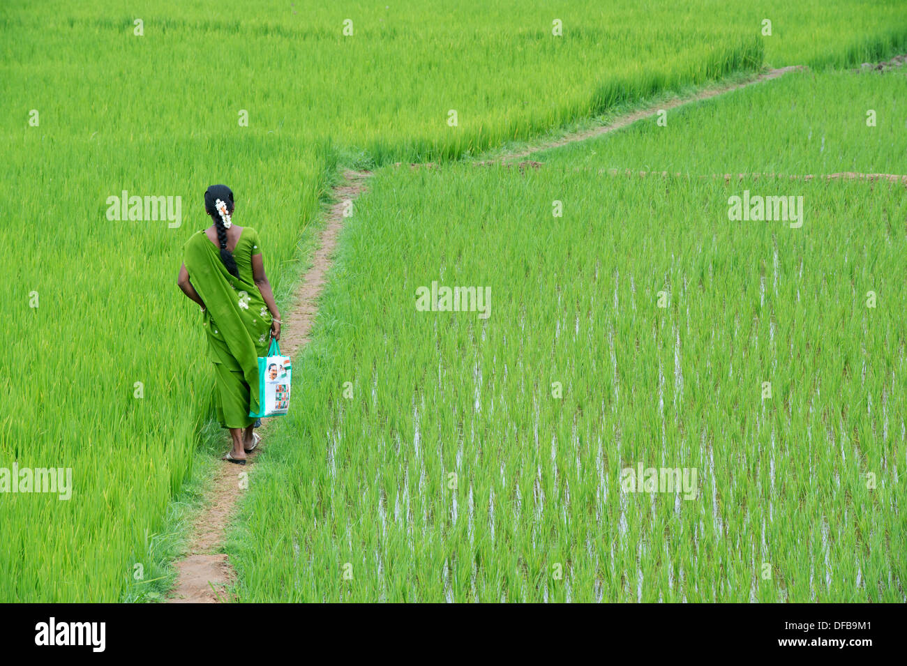 Indian woman wearing a green sari walking along a rice paddy. Andhra Pradesh, India Stock Photo