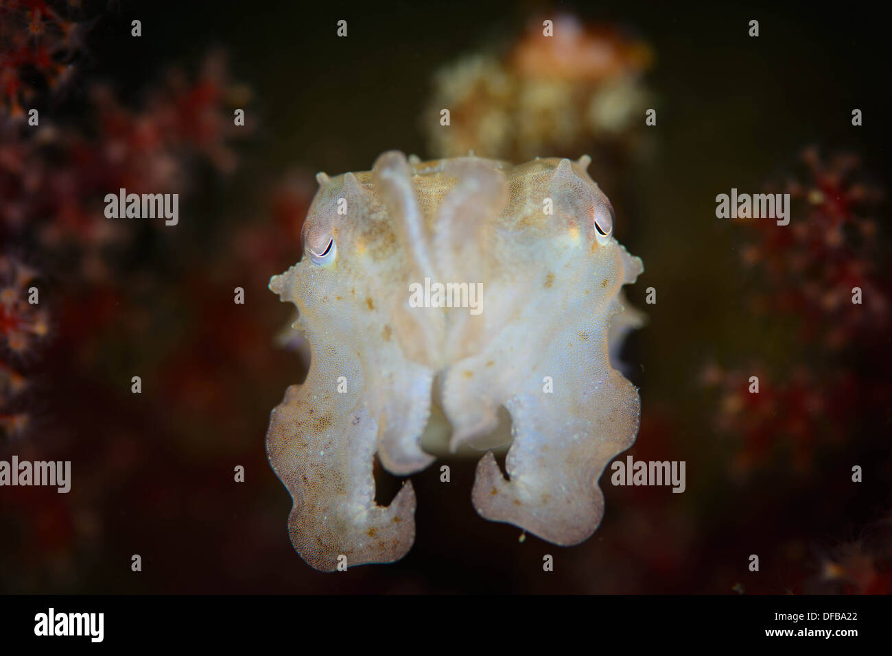 A baby cuttlefish near a red soft corals in the Lembeh Strait , Indonesia Stock Photo